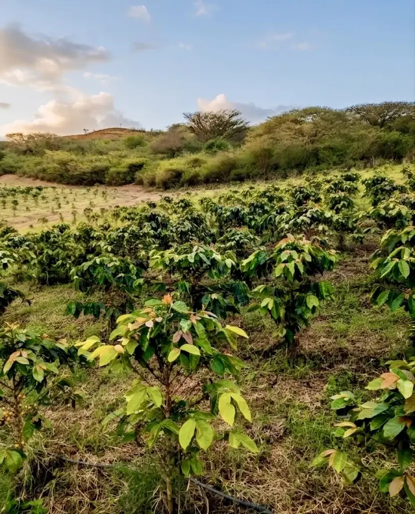 Plantación de café